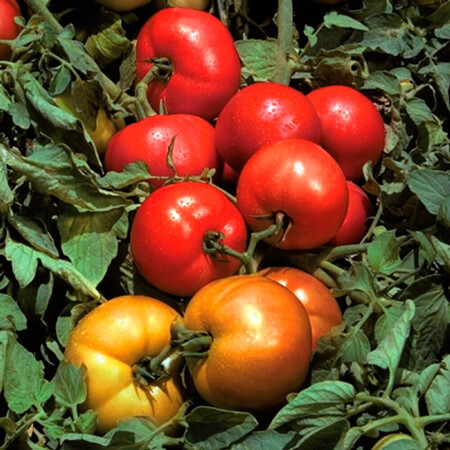 Насіння томату детермінантного Трібека F1 Hazera 1 000 шт, Фасовка: Проф упаковка 1 000 шт | Agriks