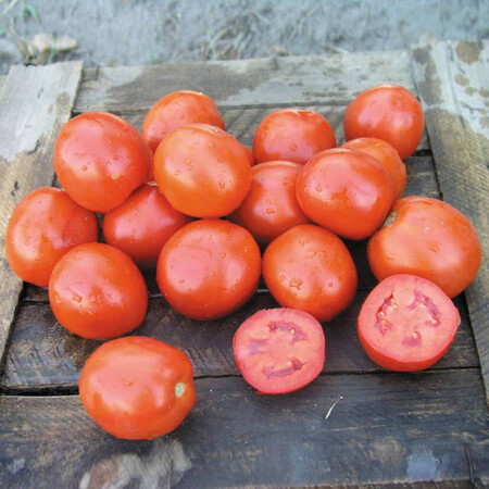 Насіння томату детермінантного Вулкан F1 Nunhems 5 000 шт, Фасовка: Проф упаковка 25 000 шт | Agriks
