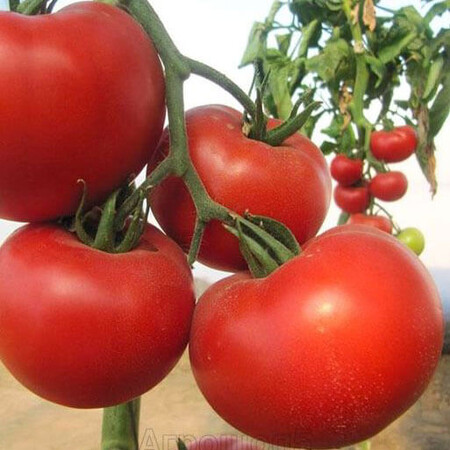 Насіння томату індетермінантного Діаграма F1 Nunhems 500 шт, Фасовка: Проф упаковка 500 шт | Agriks