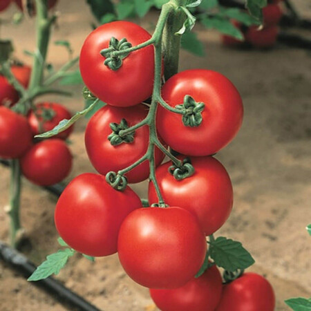 Семена томата индетерминантного Джаделло F1 Hazera 500 шт, Фасовка: Проф упаковка 500 шт | Agriks