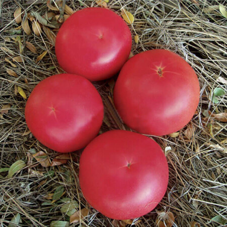 Насіння томату індетермінантного Фенда F1 Clause від 50 шт, Фасовка: Проф упаковка 250 шт | Agriks