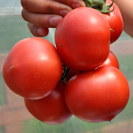 Насіння томату індетермінантного Пінк Джаз F1 Hazera 500 шт, Фасовка: Проф упаковка 500 шт | Agriks