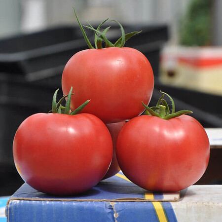 Насіння томату індетермінантного Пінк Клер F1 Hazera 500 шт, Фасовка: Проф упаковка 500 шт | Agriks