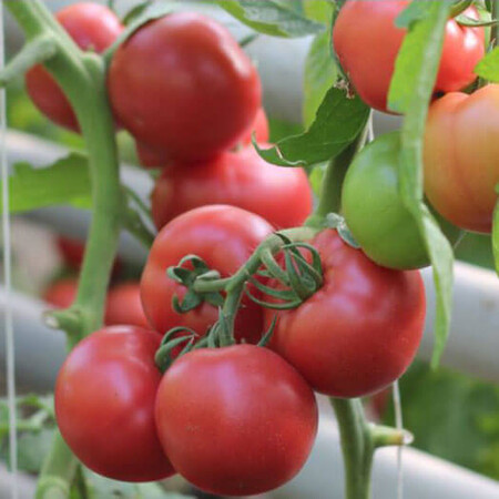 Насіння томату індетермінантного Пінк Шайн F1 Enza Zaden 500 шт, Фасовка: Проф упаковка 500 шт | Agriks