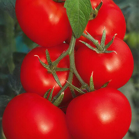 Насіння томату індетермінантного Верліока F1 Nasko від 250 шт, Фасовка: Проф упаковка 250 шт | Agriks
