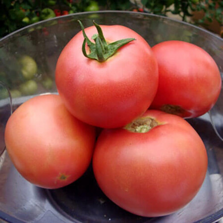 Насіння томату індетермінантного ВП-2 F1 Hazera від 250 шт, Фасовка: Проф упаковка 250 шт | Agriks
