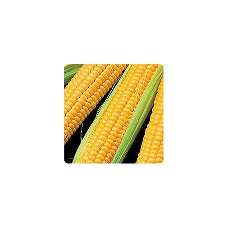 Насіння кукурудзи цукрової Роялті F1 Pop Vriend Seeds b.v. 100 000 шт, Фасовка: Проф упаковка 100 000 шт | Agriks