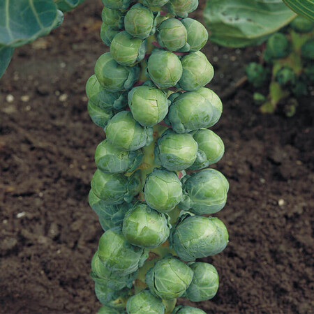 Семена капусты брюссельская Абакус F1 Syngenta от 20 шт, Фасовка: Проф упаковка 2 500 шт | Agriks