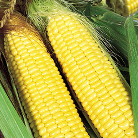 Насіння кукурудзи цукрової Трофі F1 Seminis від 5 г, Фасовка: Проф упаковка 5 000 шт | Agriks
