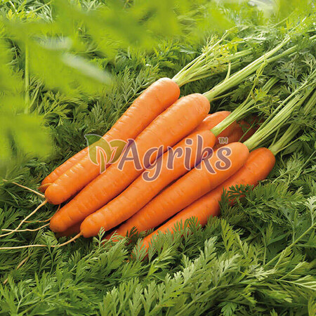 Семена моркови Лагуна F1 Nunhems от 1 г (Agriks), Фасовка: Проф упаковка 25 000 шт (1,6 - 1,8) | Agriks