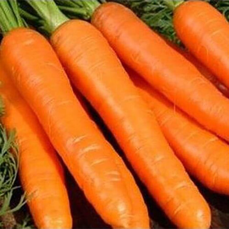 Семена моркови Октаво VD (калибр 1,8-2,0) F1 Hazera 100 000 шт, Фасовка: Проф упаковка 100 000 шт | Agriks
