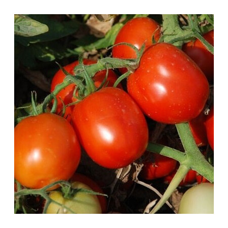 Насіння томату детермінантного Аксель F1 Еsasem від 1 000 шт | Agriks