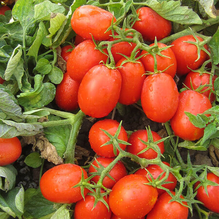 Насіння томату детермінантного Фабер F1 Hazera 5 000 шт драже, Фасовка: Проф упаковка 5 000 шт драже | Agriks