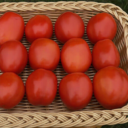 Насіння томату детермінантного Фаззер F1 Seminis 1 000 шт, Фасовка: Проф упаковка 1 000 шт | Agriks