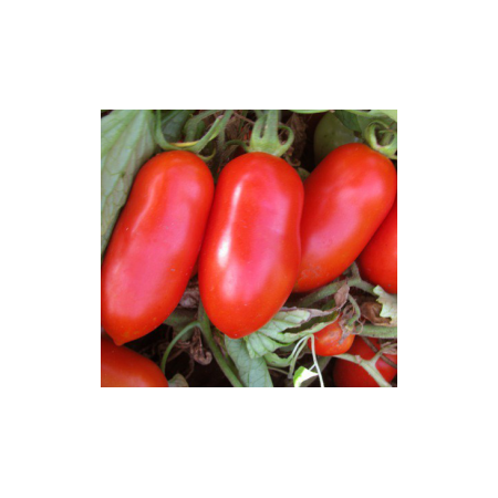 Семена томата детерминантного Гладис F1 Еsasem 1 000 шт, Фасовка: Проф упаковка 1 000 шт | Agriks