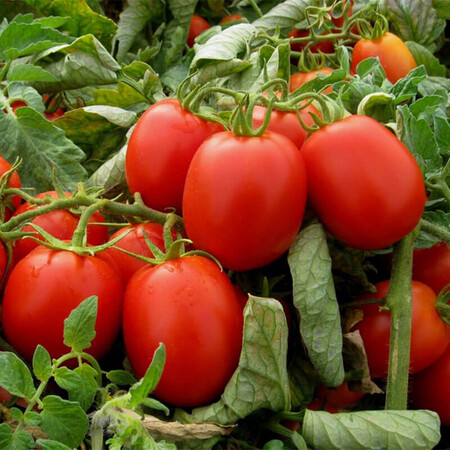 Насіння томату детермінантного Імпакт F1 Hazera 5 000 шт драже, Фасовка: Проф упаковка 5 000 шт | Agriks