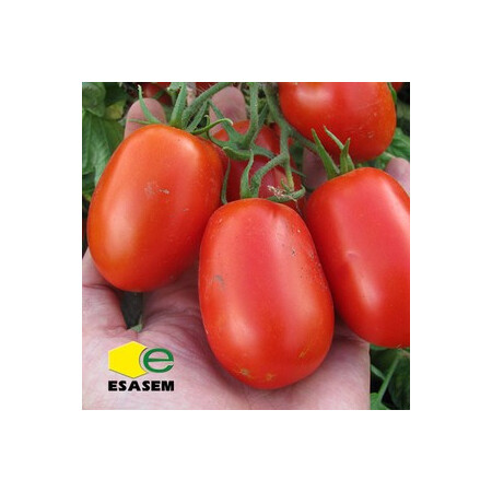Семена томата детерминантного Инкриз F1 Еsasem 1 000 шт, Фасовка: Проф упаковка 1 000 шт | Agriks