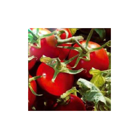 Семена томата детерминантного Подиум F1 Еsasem 1 000 шт, Фасовка: Проф упаковка 1 000 шт | Agriks