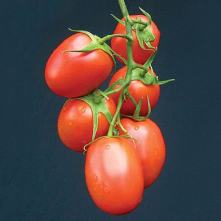 Насіння томату детермінантного Рапіт F1 Seminis від 1 000 шт, Фасовка: Проф упаковка 1 000 шт | Agriks