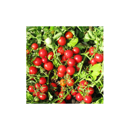 Насіння томату детермінантного Руфус F1 Еsasem від 1 000 шт, Фасовка: Проф упаковка 25 000 шт | Agriks