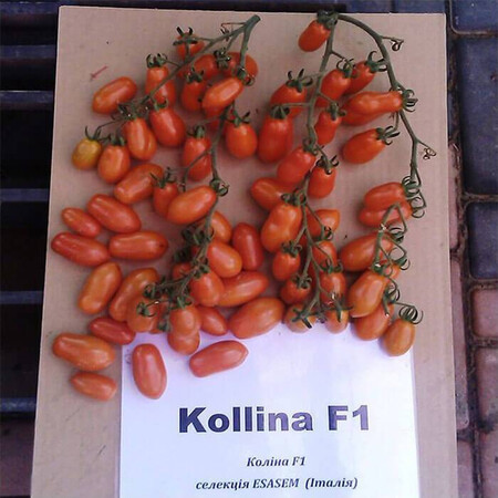 Насіння томату індетермінантного Коліна F1 Esasem 250 шт, Фасовка: Проф упаковка 250 шт | Agriks