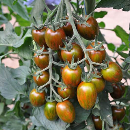 Насіння томату індетермінантного Кріспіна Плюм F1 Esasem від 250 шт, Фасовка: Проф упаковка 1 000 шт | Agriks