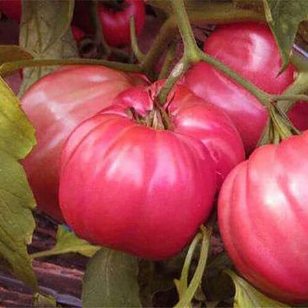 Насіння томату індетермінантного Оксіхарт Бельмонте F1 Esasem 250 шт, Фасовка: Проф упаковка 250 шт | Agriks