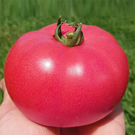 Насіння томату індетермінантного Розалба F1 Esasem від 250 шт, Фасовка: Міні упаковка 250 шт | Agriks