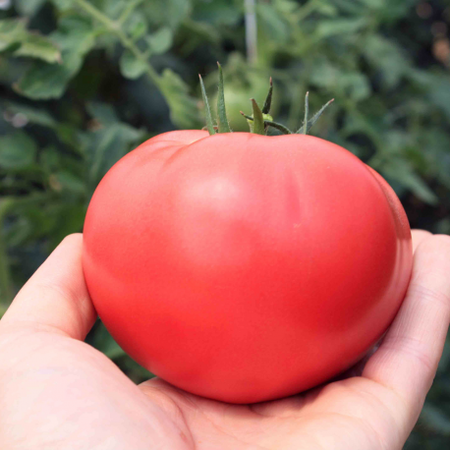 Насіння томату індетермінантного ТЕХ 2720 F1 Takii Seed від 250 шт, Фасовка: Проф упаковка 500 шт | Agriks