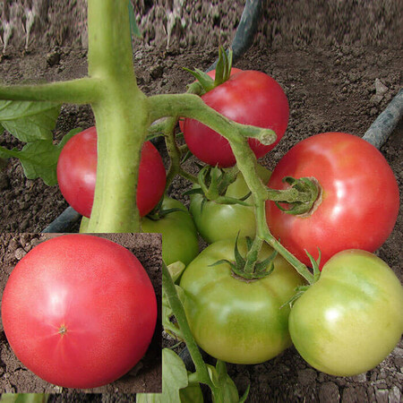 Насіння томату індетермінантного Тех 2721 F1 Takii Seed від 10 шт, Фасовка: Проф упаковка 500 шт | Agriks