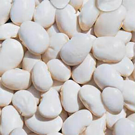 Семена фасоли Белая овощная Hortus от 250 г, Фасовка: Проф упаковка 5 кг | Agriks