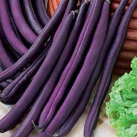 Семена фасоли Фиолетовая Hortus от 250 г, Фасовка: Проф упаковка 5 кг | Agriks