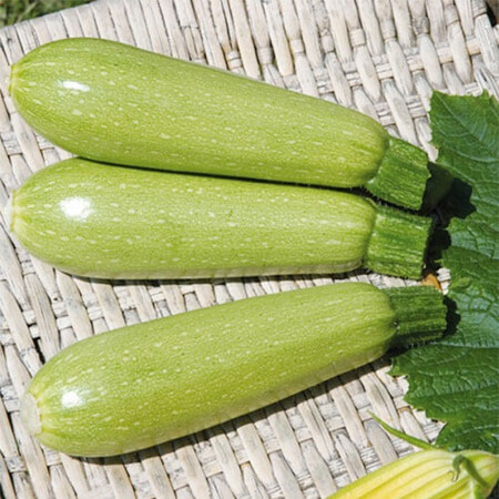 Семена кабачка Грин светло-зеленого Hortus от 50 г, Фасовка: Проф упаковка 500 г | Agriks