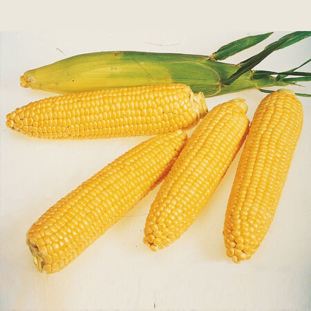 Насіння кукурудзи цукрової Леженд F1 Clause від 5 г, Фасовка: Середня упаковка 50 г | Agriks