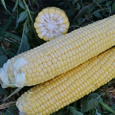 Семена кукурузы сахарной Страйк (1525) F1 Spark Seeds 2 500 шт, Фасовка: Проф упаковка 25 000 шт | Agriks