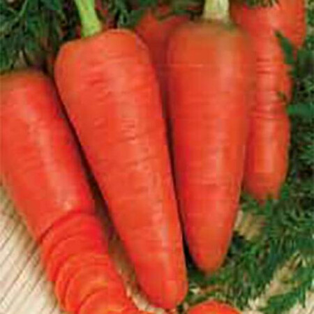 Семена моркови Кампино Satimex от 100 г, Фасовка: Проф упаковка 500 г | Agriks