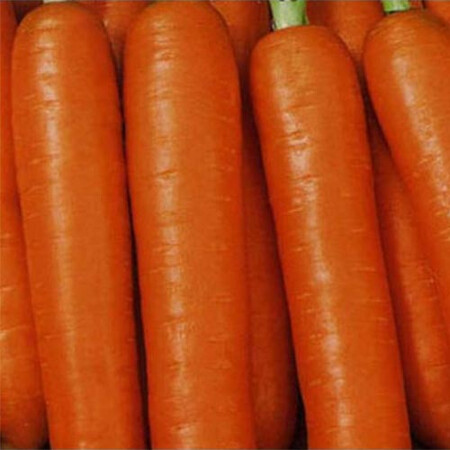 Насіння моркви Червона Бояриня Satimex від 100 г, Фасовка: Проф упаковка 500 г | Agriks