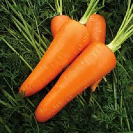 Семена моркови Мирафлорес F1 Clause от 100 000 шт (1,4-1,6), Фасовка: Проф упаковка 500 000 шт (1,4 - 1,6) | Agriks