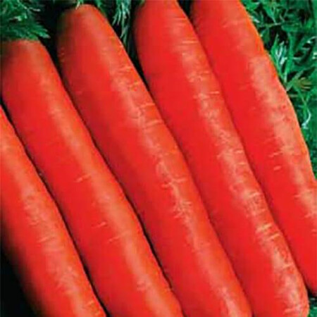 Семена моркови Ортолано Hortus от 100 г, Фасовка: Проф упаковка 500 г | Agriks