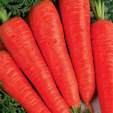 Семена моркови Осенняя королева Satimex от 100 г, Фасовка: Проф упаковка 500 г | Agriks