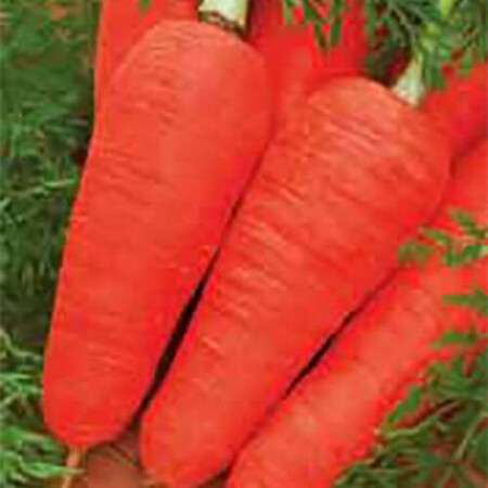 Насіння моркви Шантане Hortus від 100 г, Фасовка: Проф упаковка 5 кг | Agriks