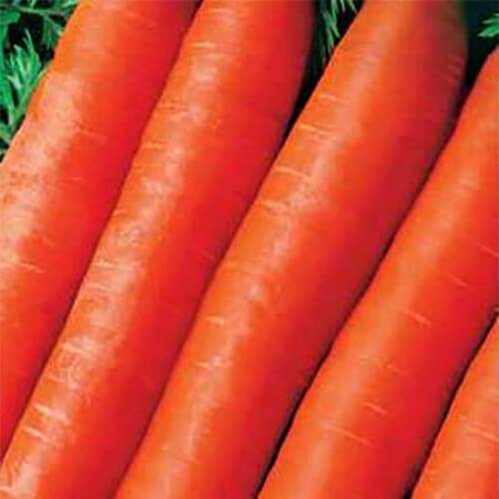 Насіння моркви Тушон Hortus від 100 г, Фасовка: Проф упаковка 500 г | Agriks