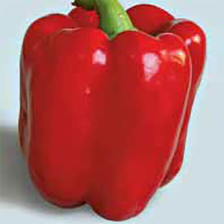 Семена перца Квадрато Асти красный Sais от 10 г, Фасовка: Проф упаковка 500 г | Agriks