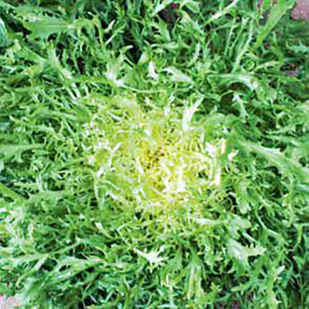 Насіння салату тип Фрізе Валоне Hortus від 50 г, Фасовка: Проф упаковка 500 г | Agriks
