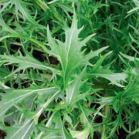 Семена салата Тип Горчичный Мизуна зеленая Hortus от 50 г, Фасовка: Проф упаковка 500 г | Agriks