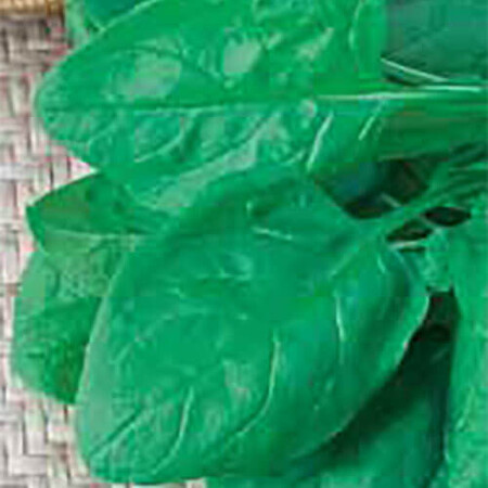 Семена шпината Бос Hortus от 100 г, Фасовка: Проф упаковка 500 г | Agriks