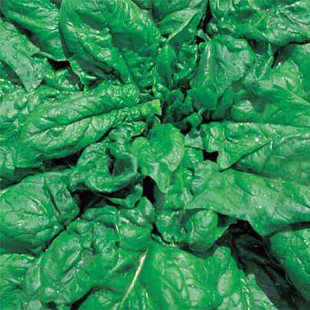 Семена шпината Лонг Стендинг Hortus 500 г, Фасовка: Проф упаковка 500 г | Agriks