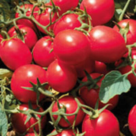 Насіння томату детермінантного JAG 8810 F1 Seminis 1 000 шт, Фасовка: Проф упаковка 1 000 шт | Agriks