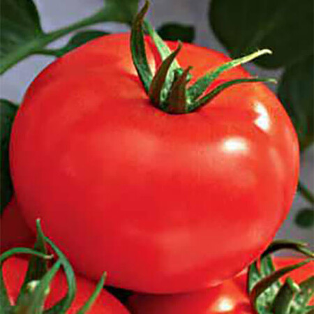 Насіння томату детермінантного Рим F1 Sais від 100 шт, Фасовка: Проф упаковка 100 шт | Agriks