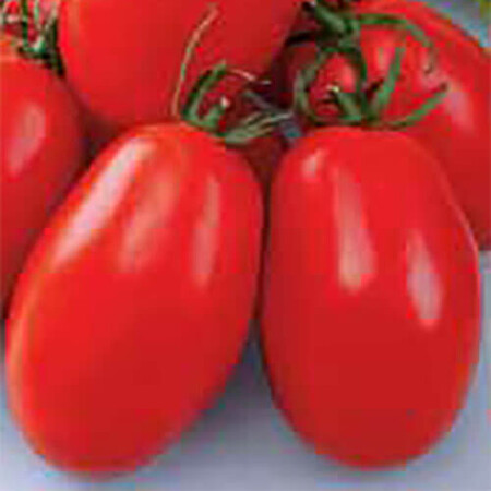 Насіння томату детермінантного Ріо Гранде Hortus 500 г (банка), Фасовка: Проф упаковка 10 г | Agriks